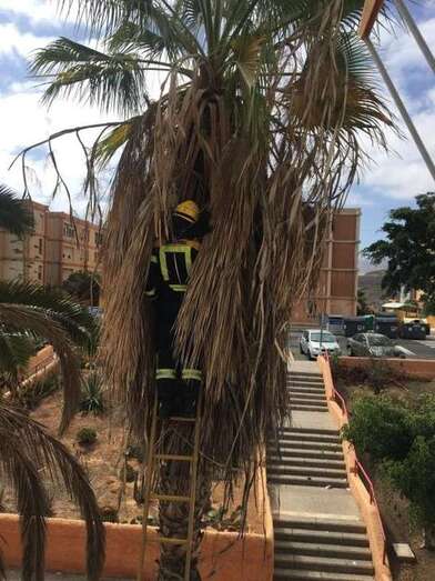 Los bomberos usaron una escalera para llegar al lugar donde estaba el gato (Foto TA)